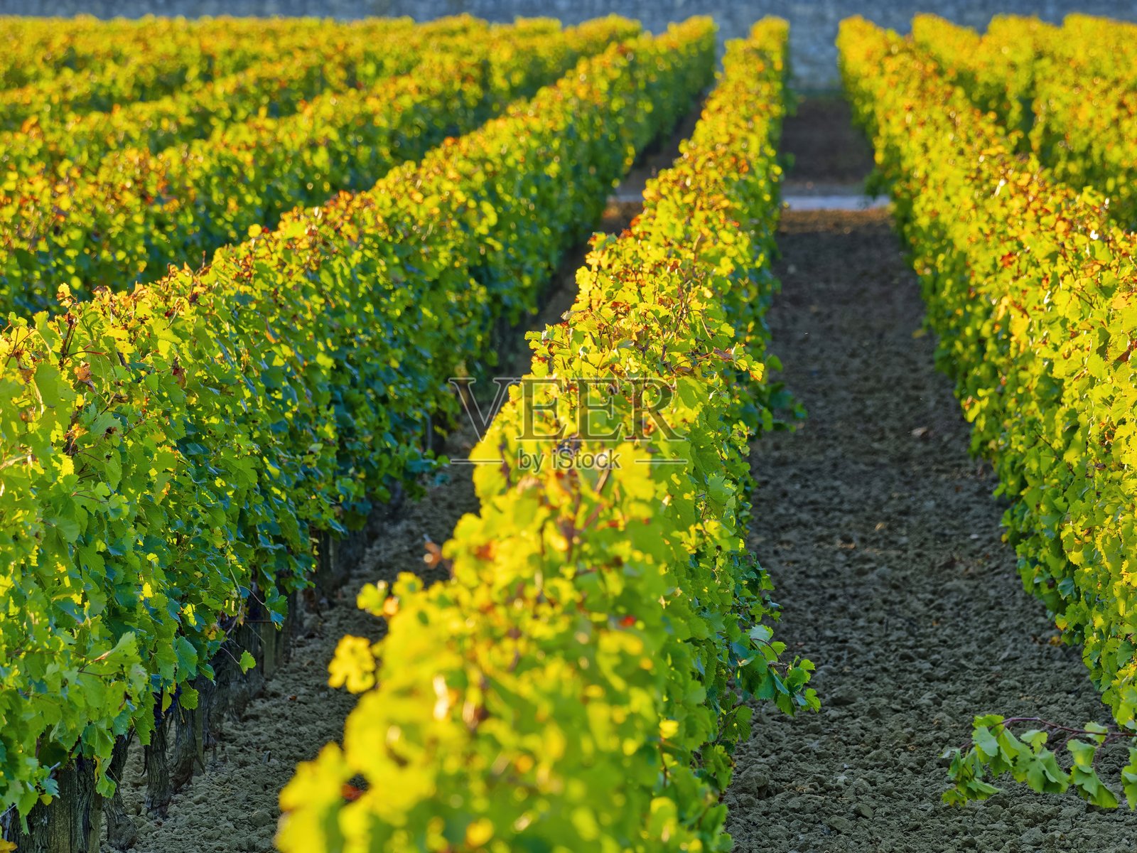 法国的圣埃美隆葡萄酒产区照片摄影图片