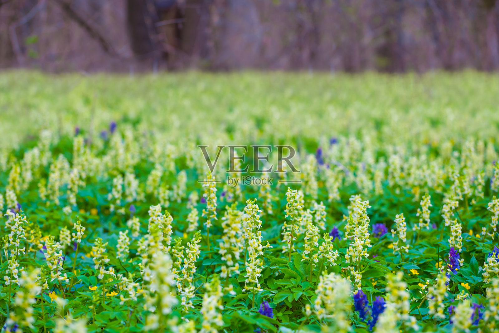 春季森林中盛开的野花特写，优美的季节背景照片摄影图片