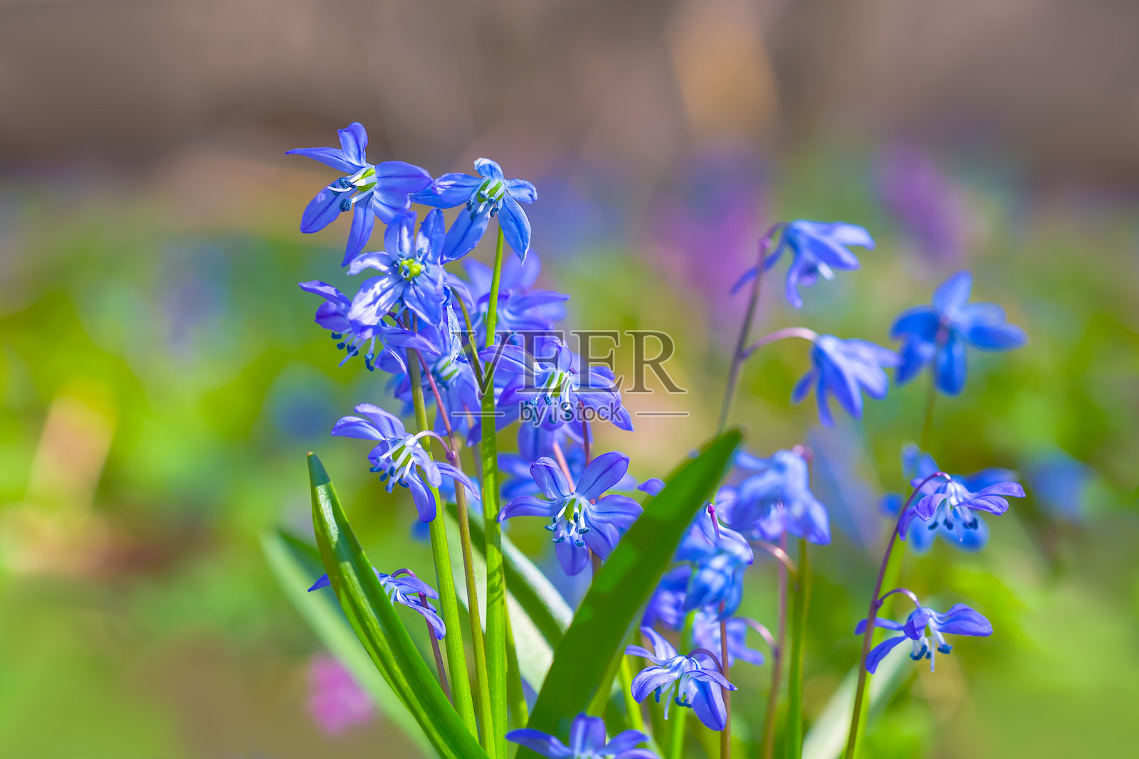 春季森林中蓝色雪花莲花的特写堆，优美的季节背景照片摄影图片