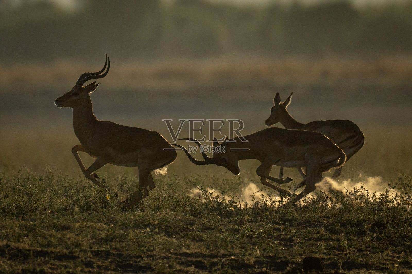 雄性黑斑羚奔跑，撞击另一只靠近雌性的黑斑羚。照片摄影图片
