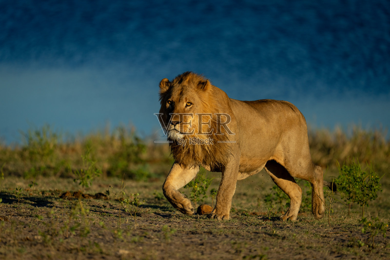 雄狮在河岸上走动,抬起爪子