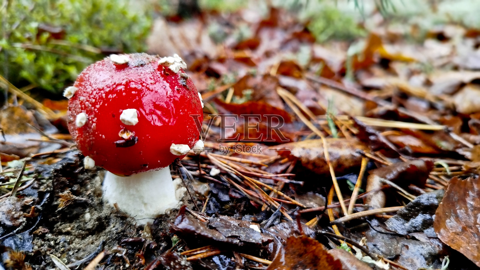 森林中的红毒伞蘑菇。照片摄影图片