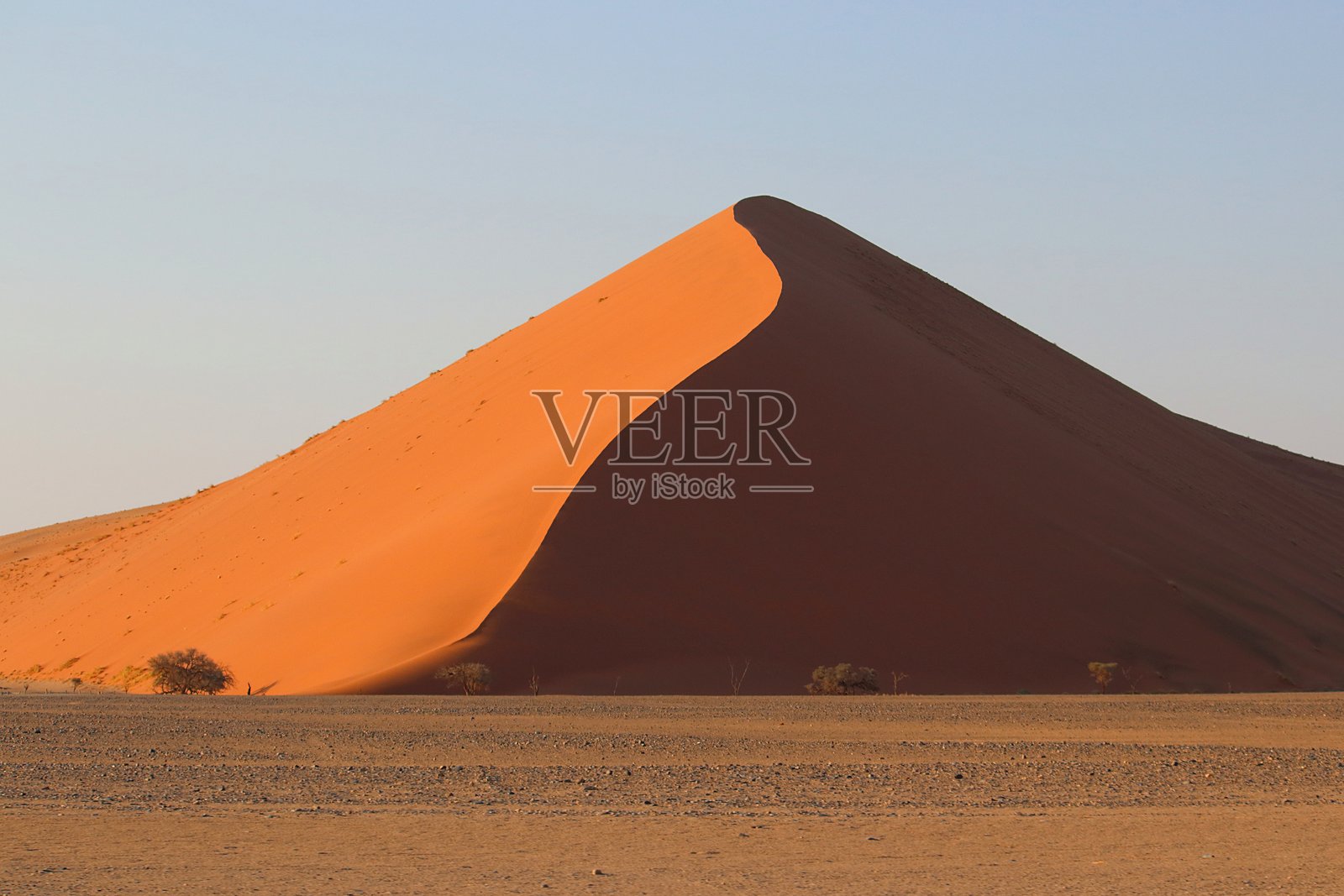 纳米比亚纳米布沙漠中的45号沙丘在晴朗的天空下陡然升起，光与影的戏剧性对比突显了古老红沙的风雕刻纹理。照片摄影图片