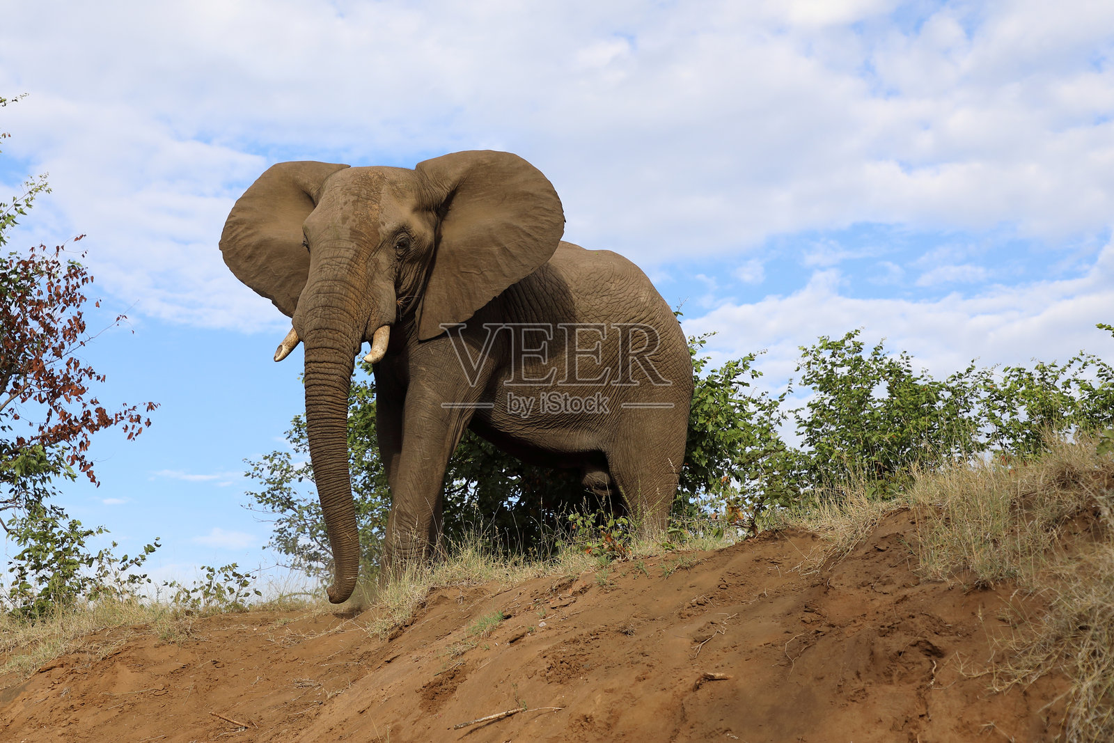 非洲象 / African elephant / Loxodonta africana照片摄影图片