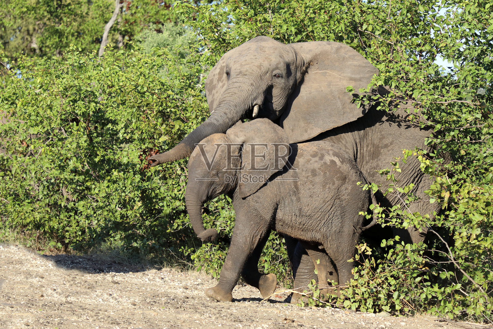 非洲象 / 非洲象 / 非洲象照片摄影图片