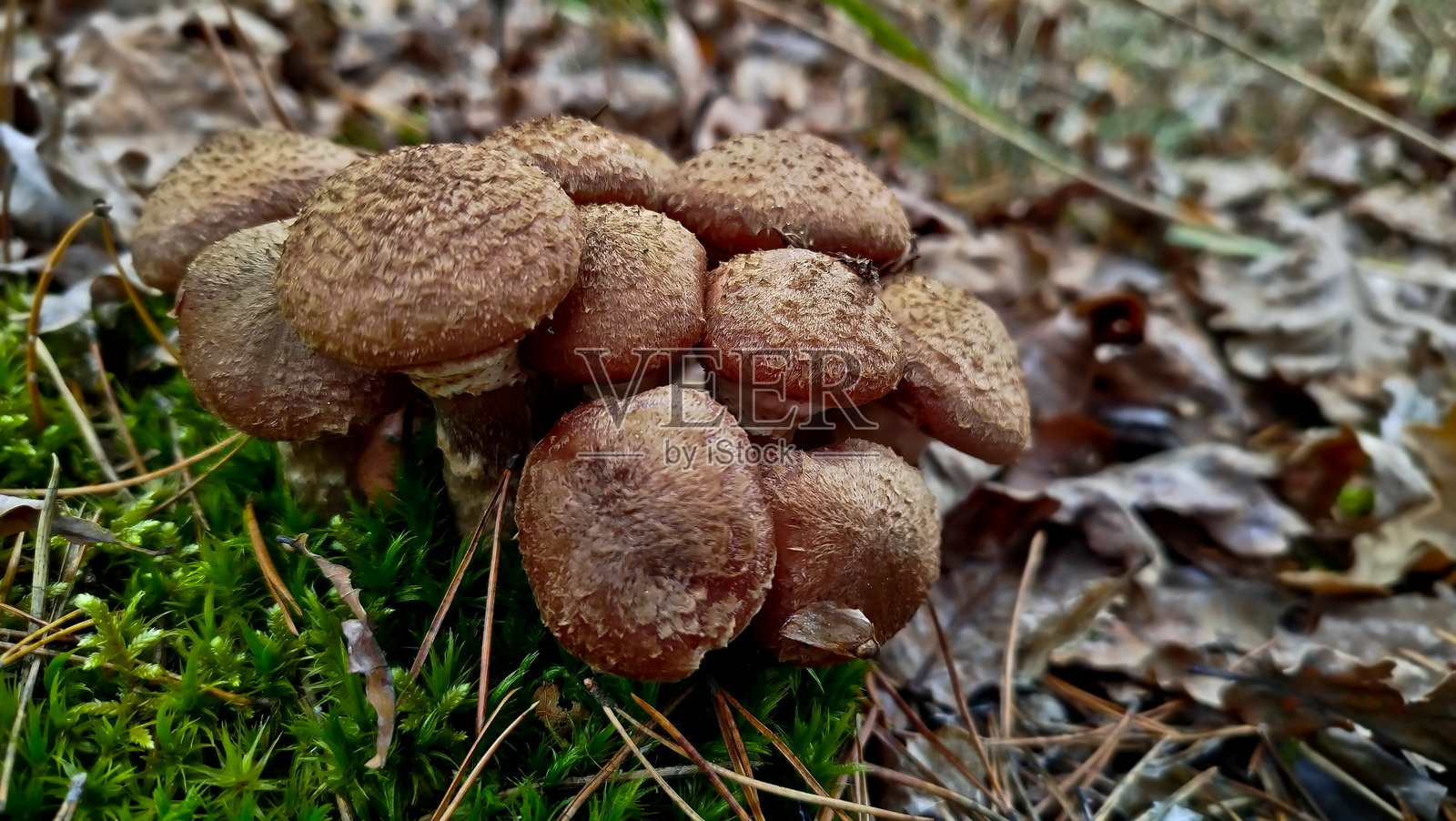 蜜环菌是一种非常美丽的蘑菇。照片摄影图片