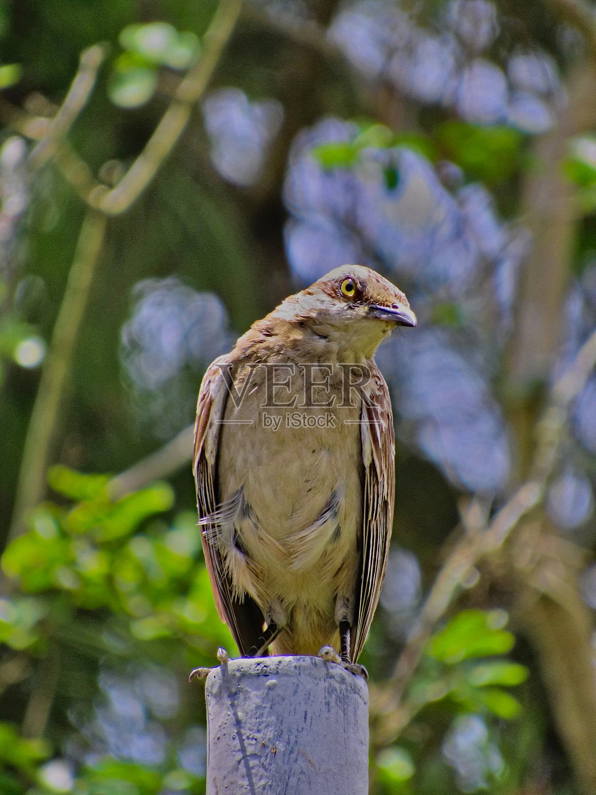 白臀鸫（Turdus leucomelas）栖息在桅杆顶部，守护着巢穴，正对着镜头。照片摄影图片
