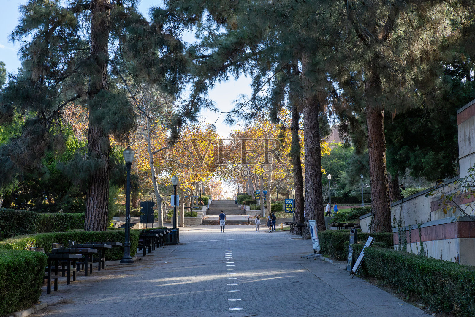 在加州大学洛杉矶分校的步道上独自一人照片摄影图片