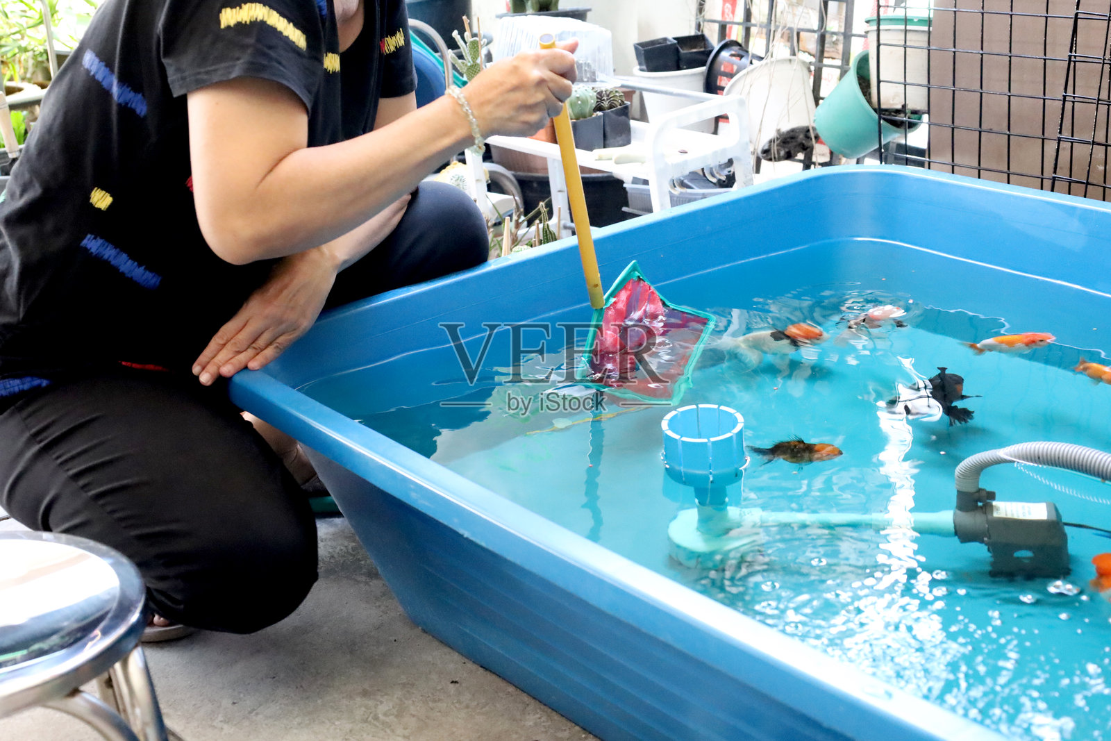 一群金鱼照片摄影图片