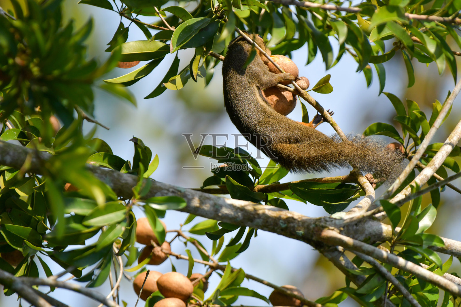 一只松鼠在早晨吃人心果。照片摄影图片