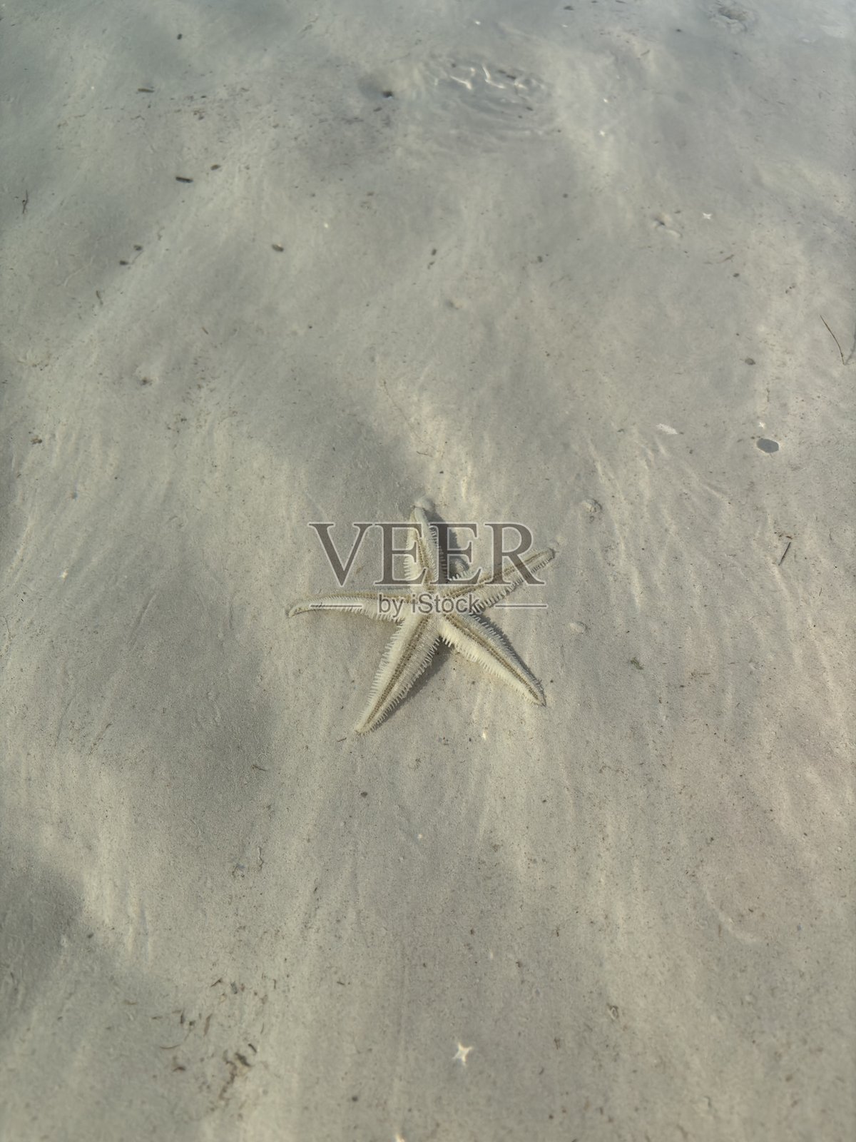 菲律宾水下的海星照片摄影图片