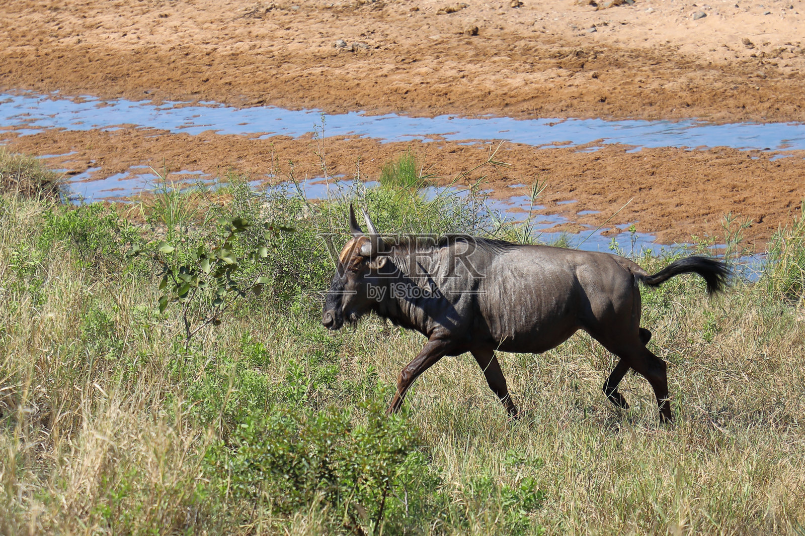 条纹角马 / 蓝色角马 / Connochaetes taurinus照片摄影图片