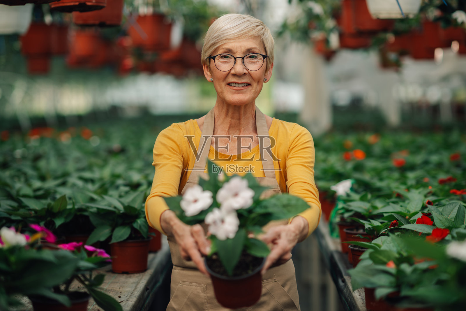快乐的老花匠在温室里向镜头展示盛开的花朵。照片摄影图片