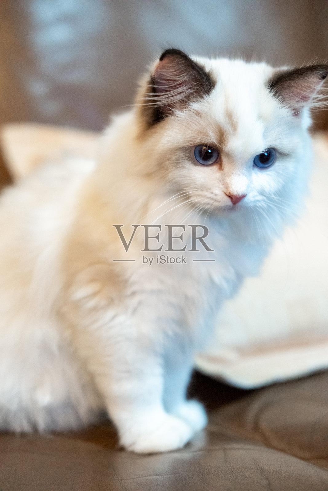 可爱的小布偶猫，4个月大，站在沙发上。照片摄影图片