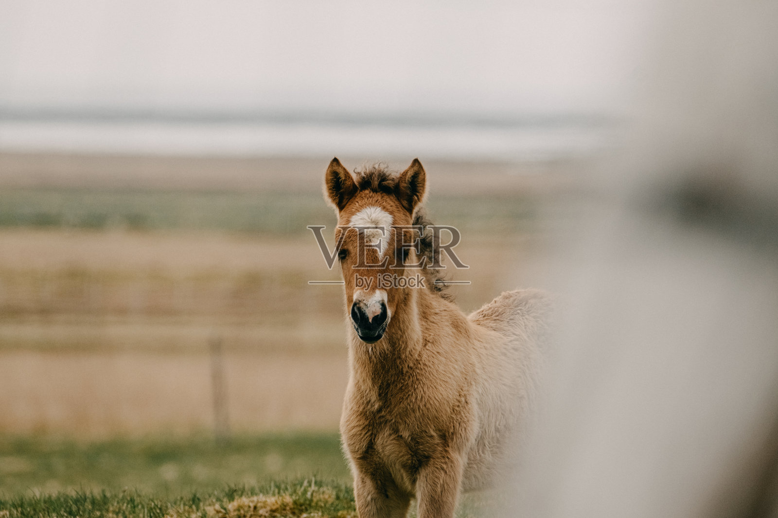 可爱的冰岛马小马驹站在南冰岛的草地上。照片摄影图片