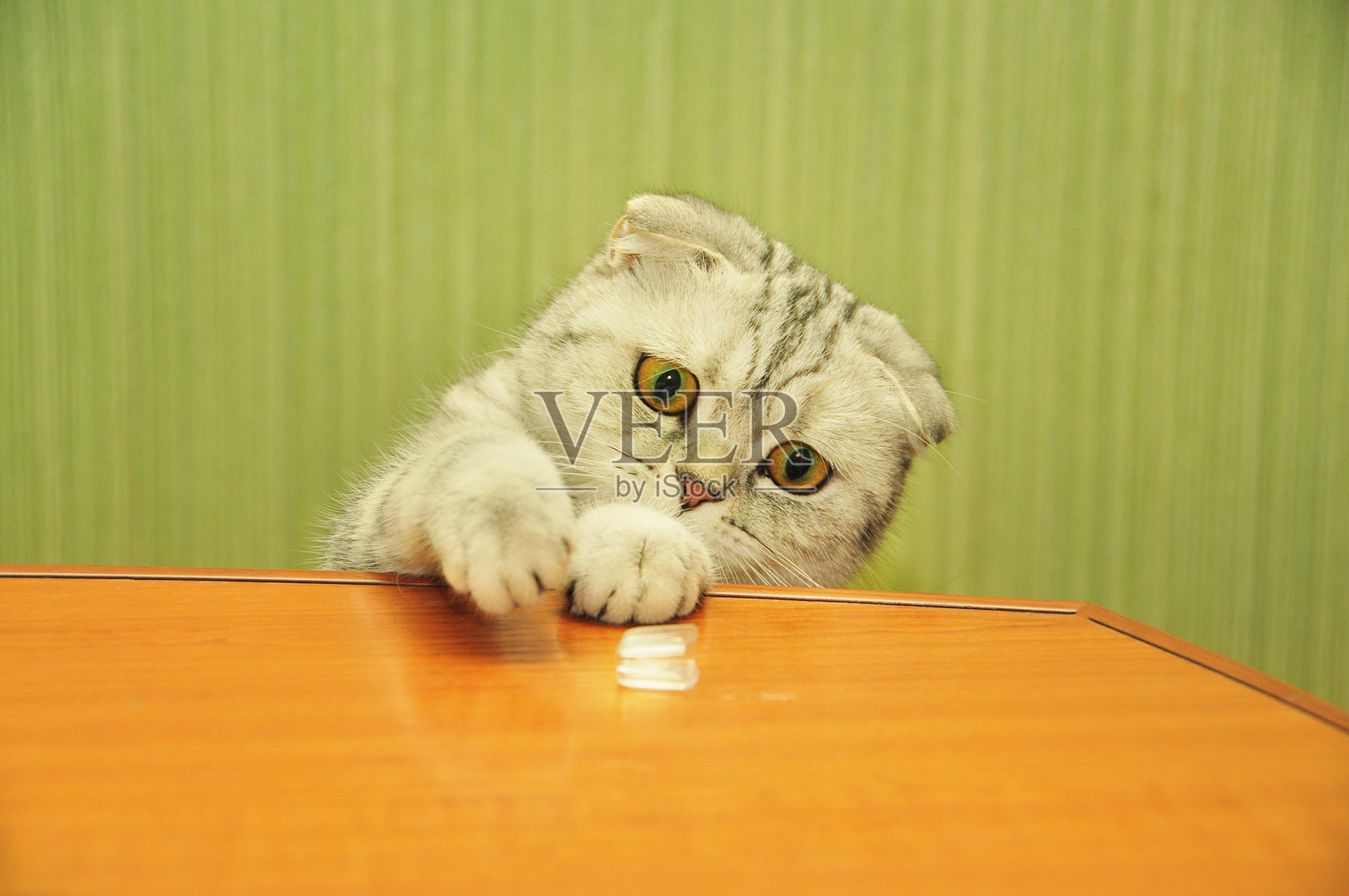 一只好奇的苏格兰折耳猫，拥有大大的绿色眼睛，正伸手去触碰木桌上的一个物体。这只可爱的猫咪顽皮的表情和柔软的毛发，使这张图片成为宠物爱好者的完美选择。照片摄影图片