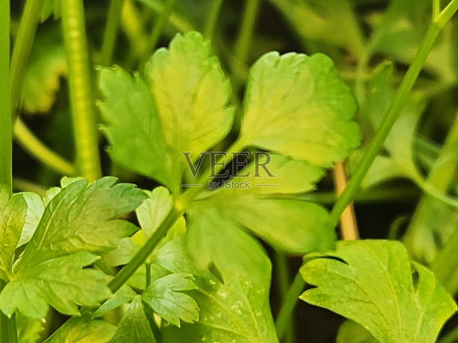 香菜（Petroselinum crispum）是一种受欢迎的芳香草本植物，以其新鲜、可口的叶子而闻名。它富含维生素和矿物质，广泛用于沙拉、汤和酱汁等多种菜肴中，同时也是抗氧化剂的极佳来源。照片摄影图片