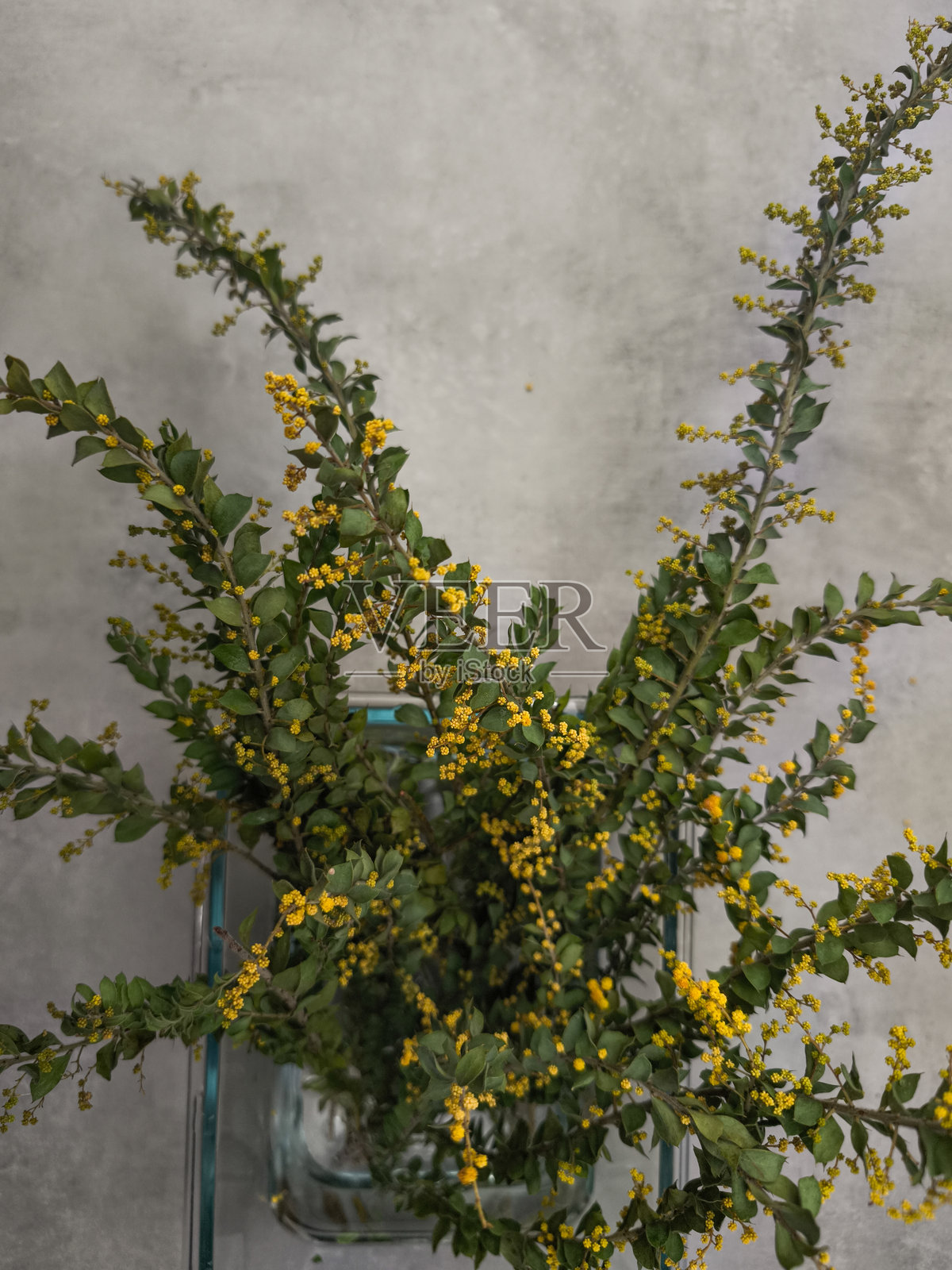 金色含羞草花枝在灰色墙壁前的玻璃花瓶中，留白空间照片摄影图片