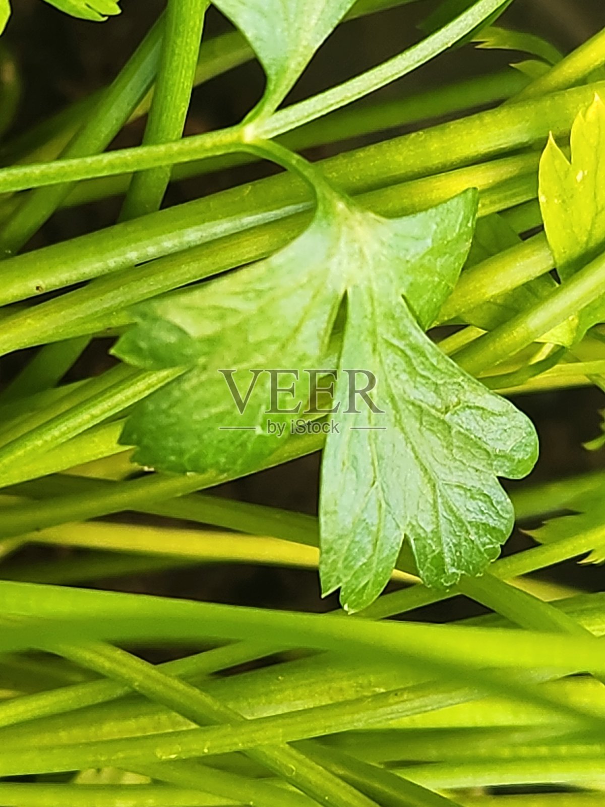 波斯芹（Petroselinum crispum）的小叶片以其清晰的脉络和光滑的质地而显得格外鲜艳的绿色。这片小叶片对香 parsley 的整体外观有着重要的贡献。照片摄影图片