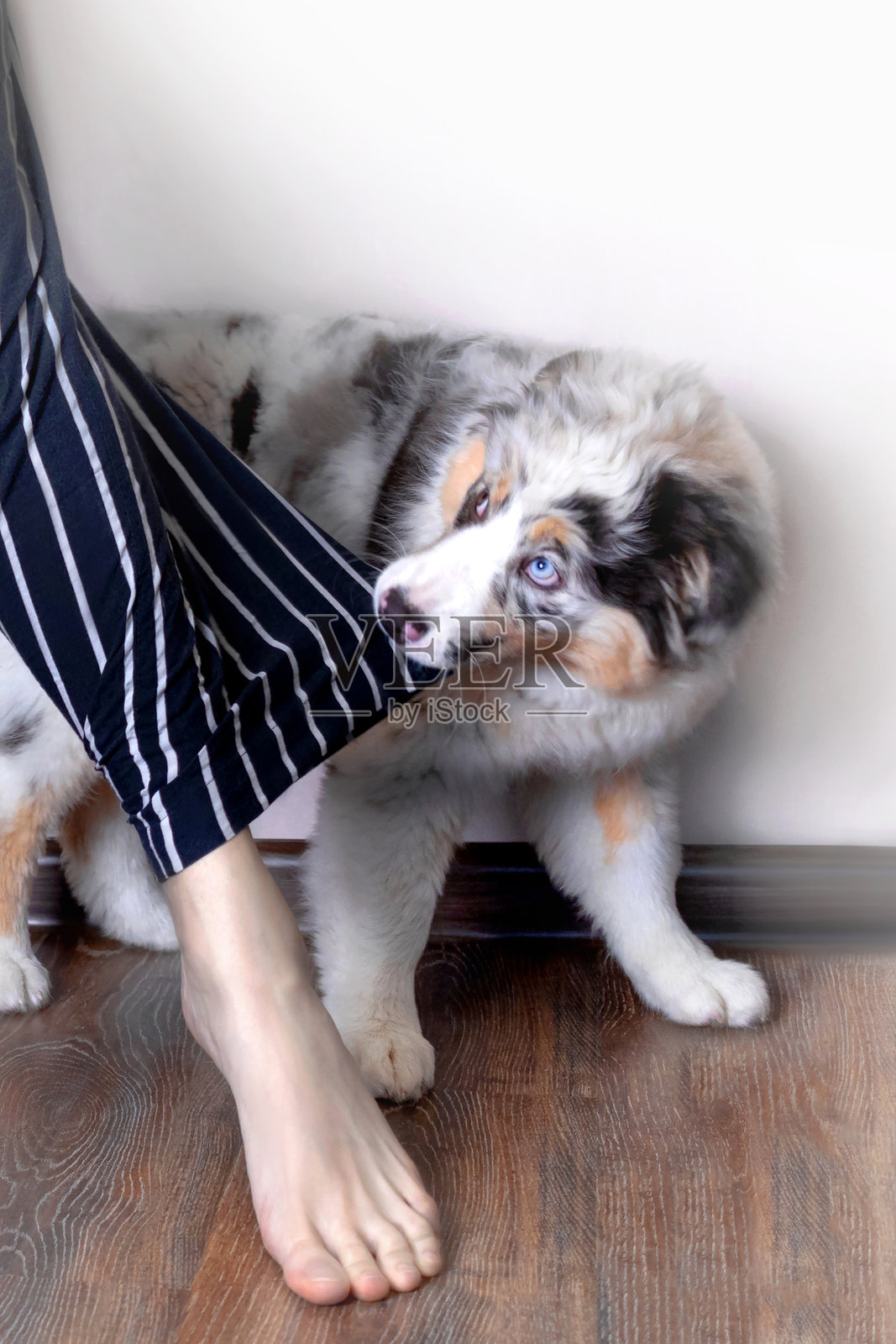 蓝色大理石色的澳大利亚牧羊犬小狗咬着主人的衣服，拉扯着。想要散步，想要吃东西。竖版照片照片摄影图片