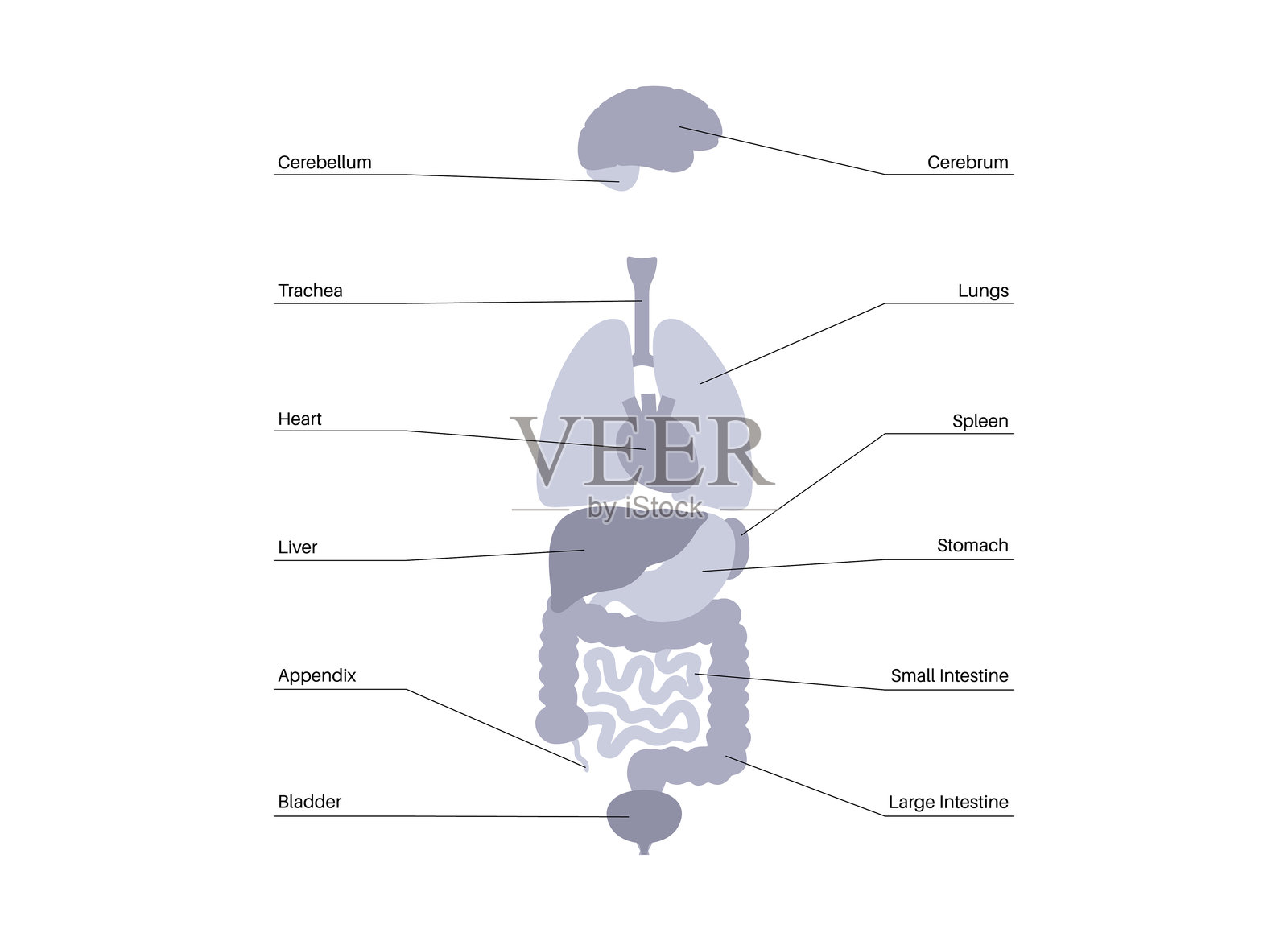 人体内部器官插画图片素材