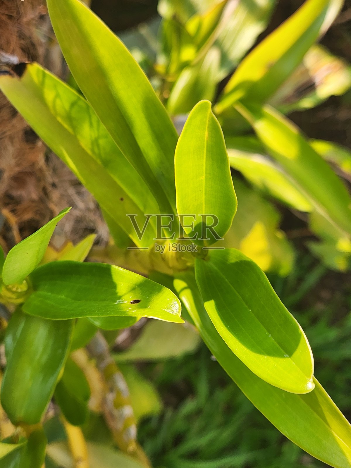 Catasetum fimbriatum植物以其旺盛的生长特征而闻名，拥有大型叶片和强壮的茎干，为其在开花阶段所产生的壮观花朵提供了坚实的基础。照片摄影图片