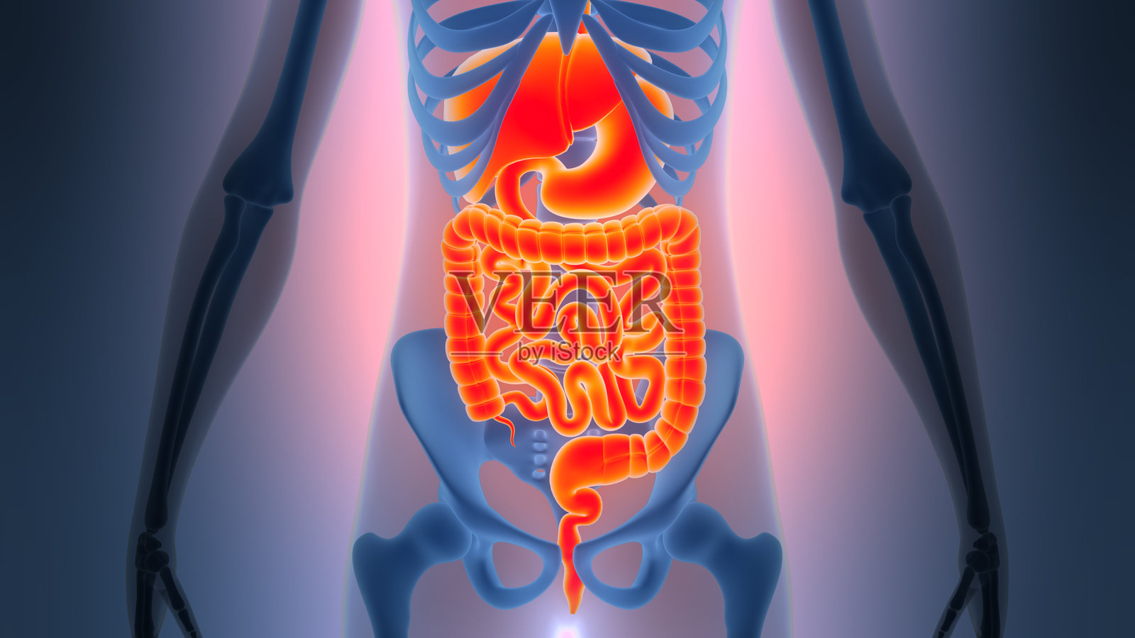 人类消化系统解剖结构照片摄影图片