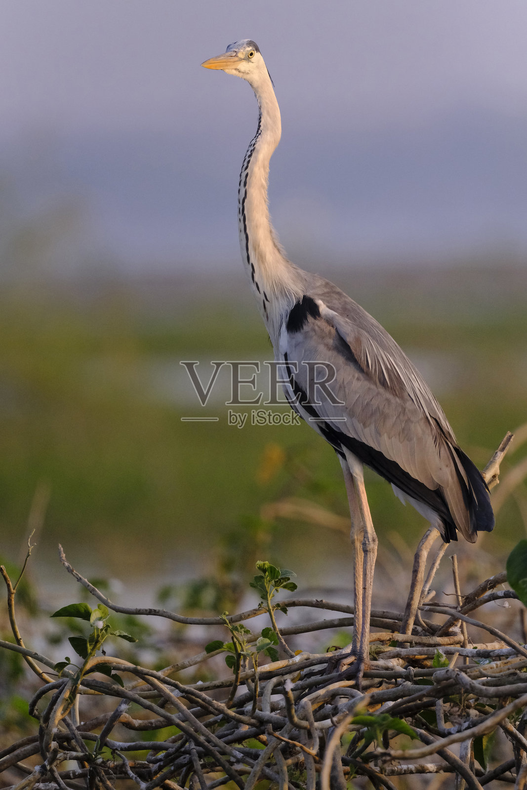 2025年1月18日，在比格万鸟类保护区观鸟，该保护区以火烈鸟而闻名，比格万是一个距离印度马哈拉施特拉邦浦那约100公里的小镇。照片摄影图片