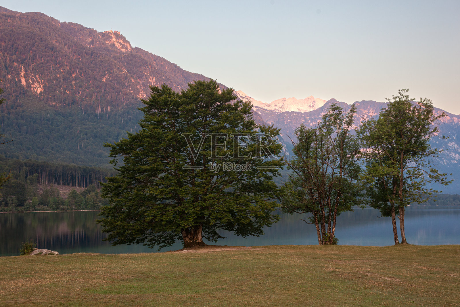 斯洛文尼亚博欣湖上的典型树木照片摄影图片