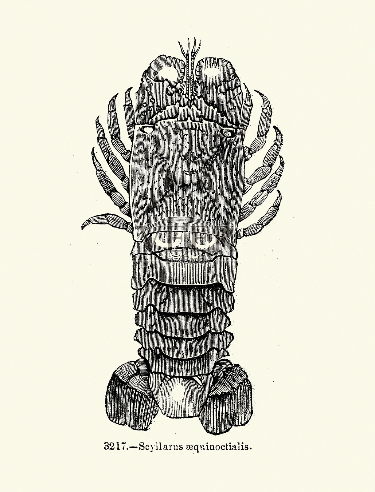 Scyllarides aequinoctialis是一种拖鞋龙虾，野生动物，木刻艺术印刷，复古插图插画图片素材