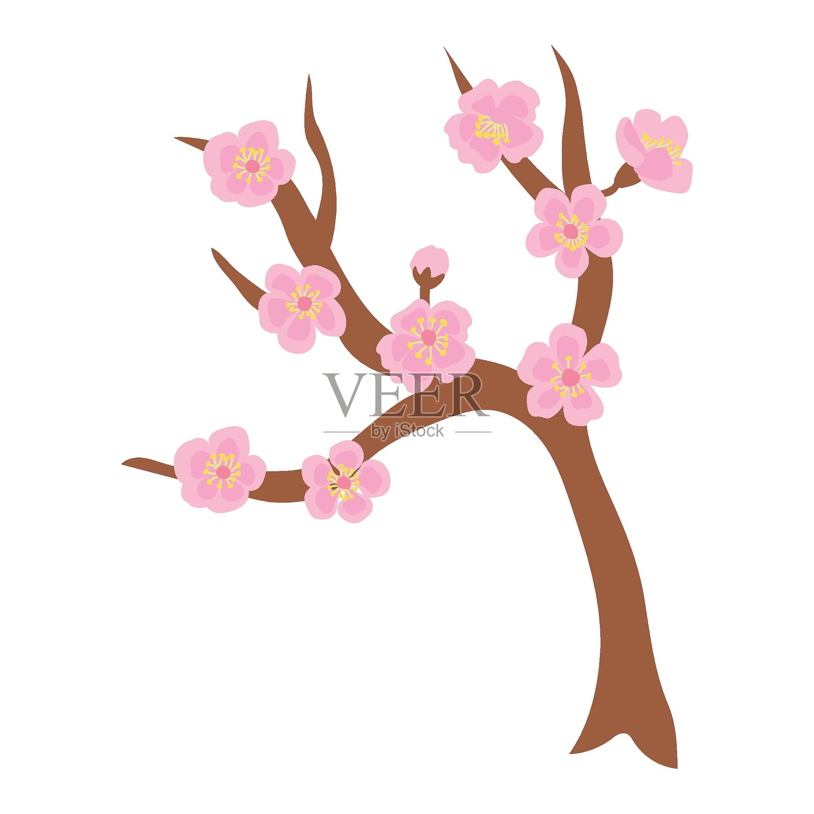 盛开的樱花枝的插图。白色背景，孤立展示。插画图片素材