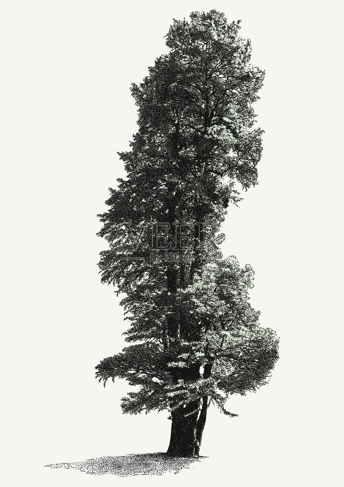 巨型红杉树插画图片素材