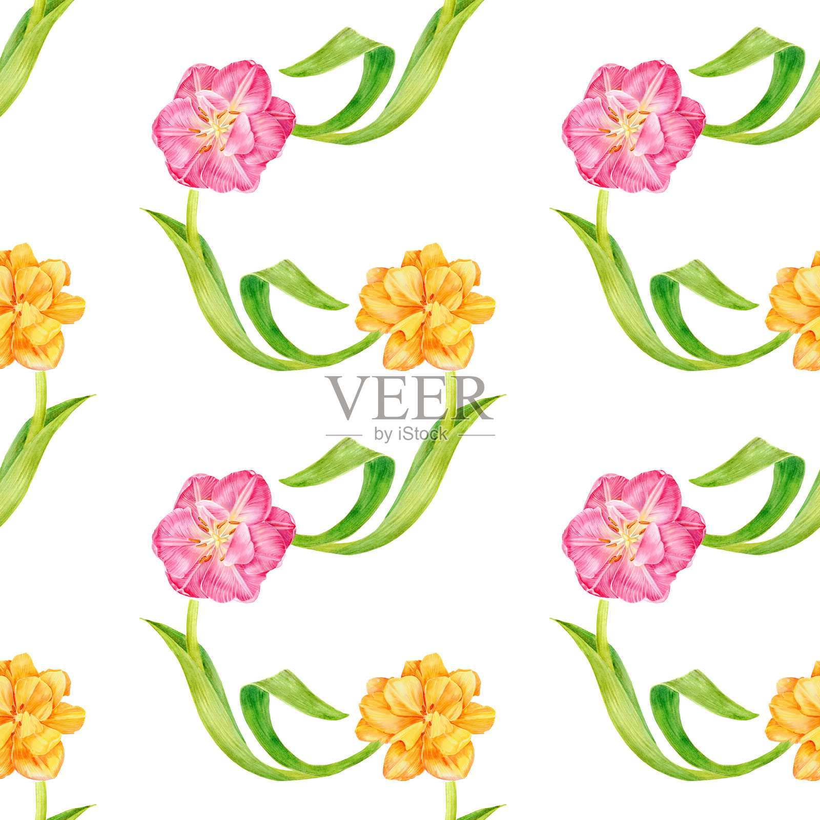 黄色和粉色的双层郁金香，美丽的枝条，盛开和含苞待放。无缝图案。手绘水彩。适用于纸张和墙纸、明信片或化妆品。插画图片素材