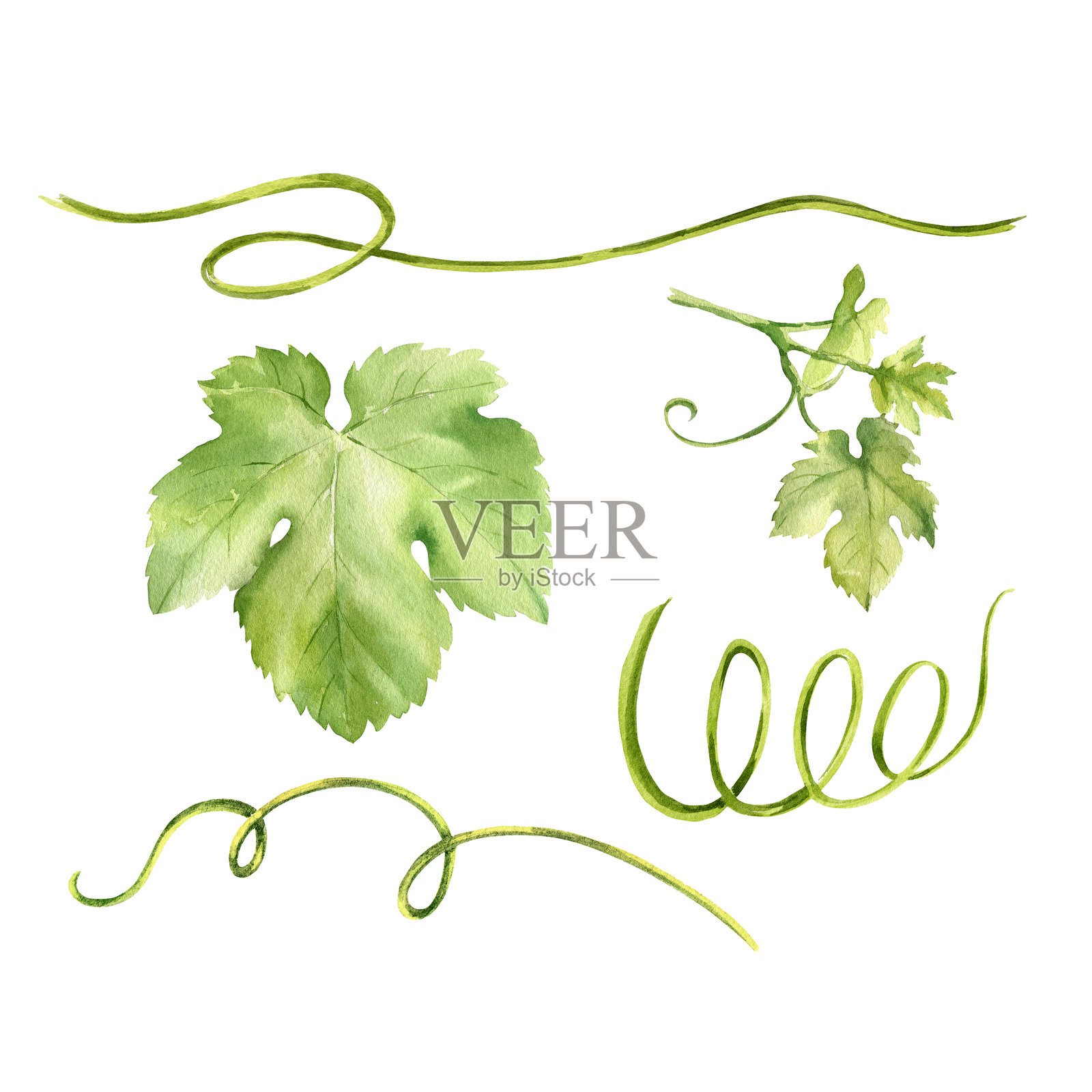 水彩葡萄枝和绿叶，藤蔓，手绘植物部分素描，成熟葡萄藤的插图，适合卡片的构图，食品和饮料主题，白色背景插画图片素材