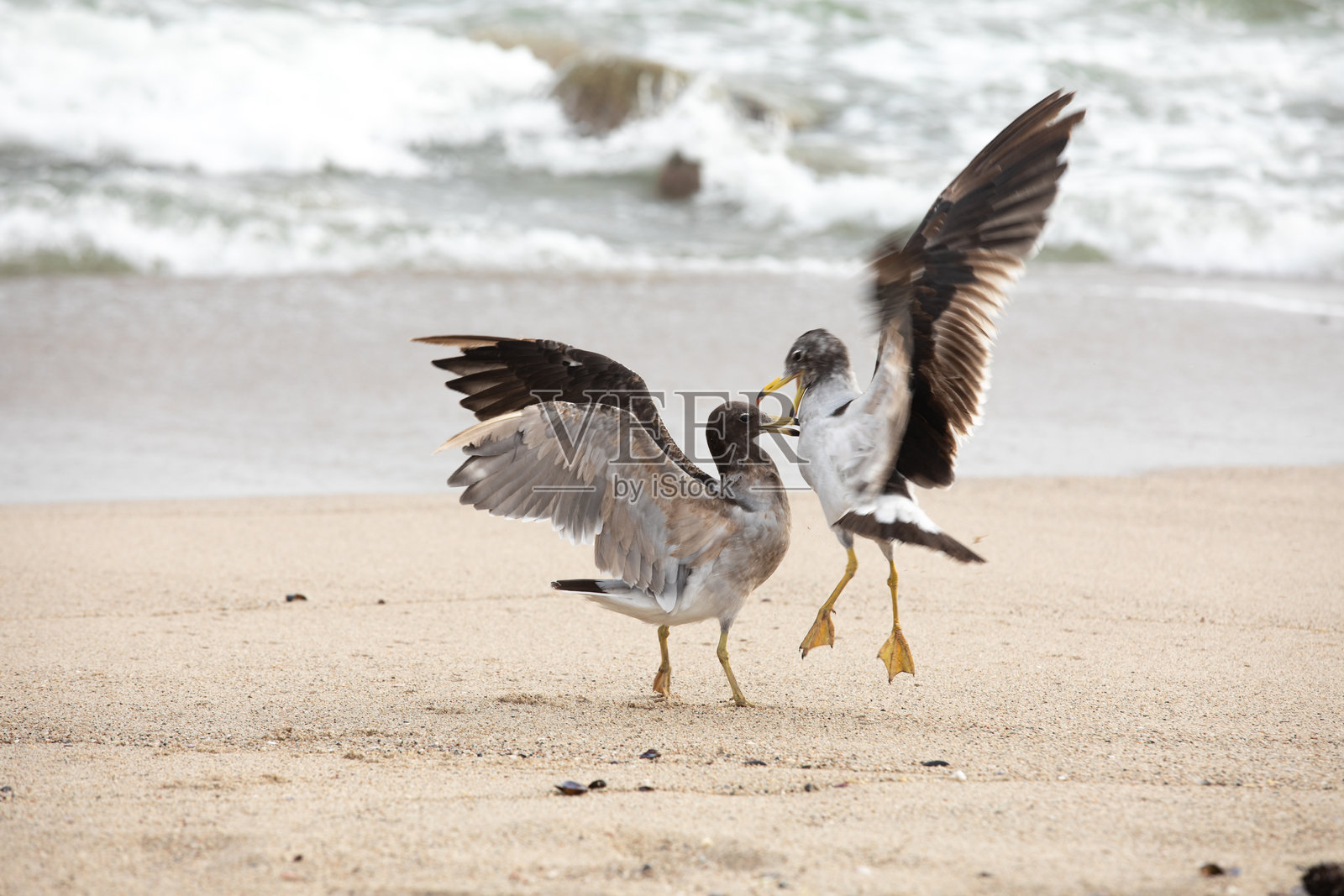 两只海鸥在沙滩上争夺食物。照片摄影图片