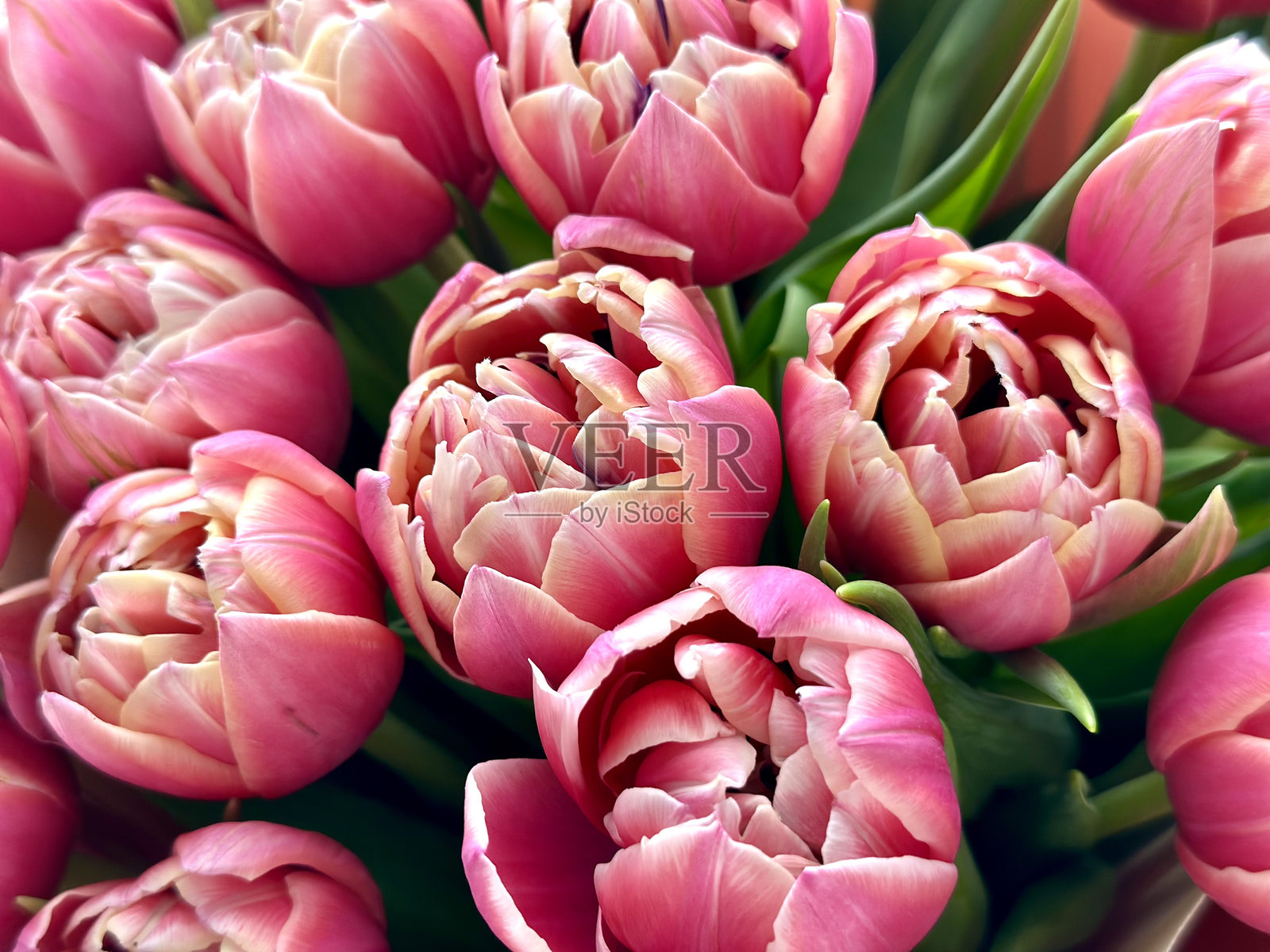 美丽的芳香新鲜盛开的嫩粉色牡丹纹理，特写视角照片摄影图片