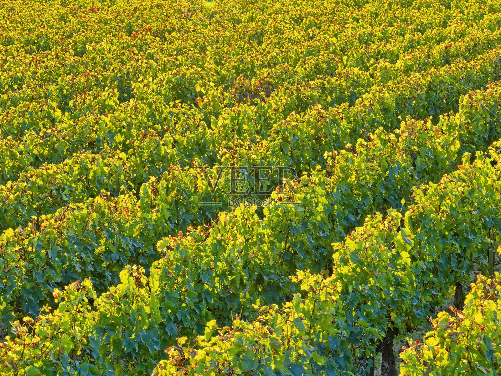法国的圣埃美隆葡萄酒产区照片摄影图片