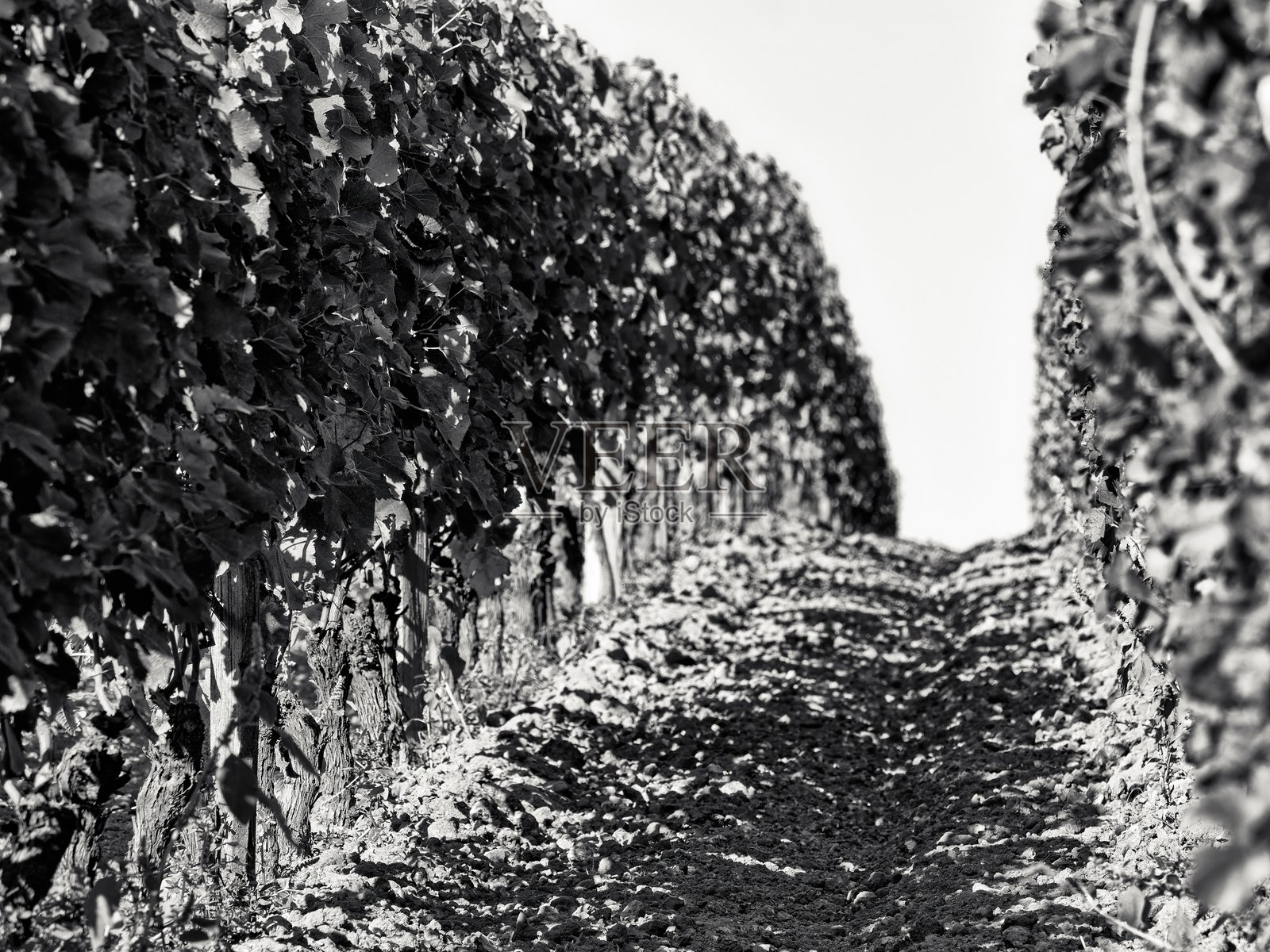 法国的圣埃美隆葡萄酒产区照片摄影图片