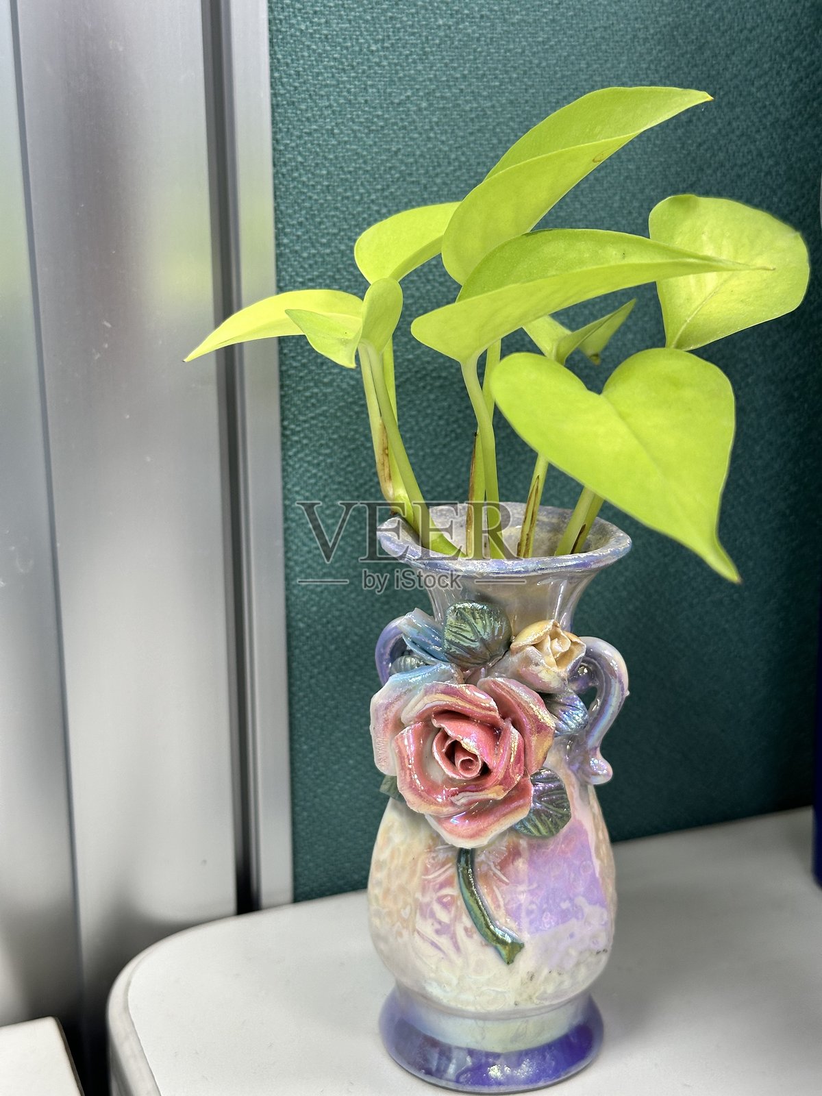 黄金葛照片摄影图片