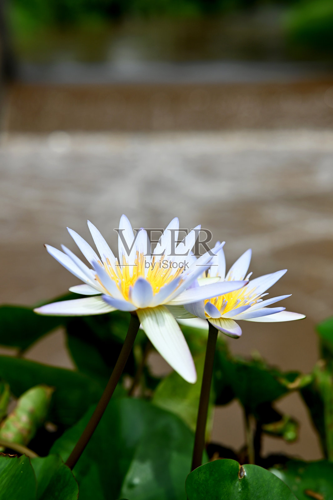 美丽的莲花，在公园中生长，背景模糊的自然景色照片摄影图片