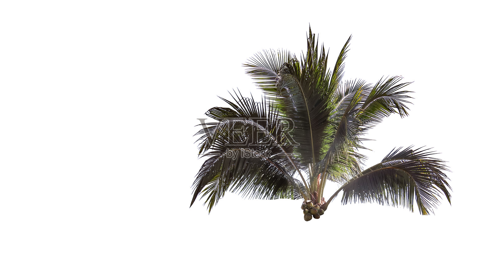 白色背景上的椰子树顶剪影，配有剪切路径。郁郁葱葱的绿色叶片和细致的结构突显了椰子树的热带美丽和独特形态。照片摄影图片