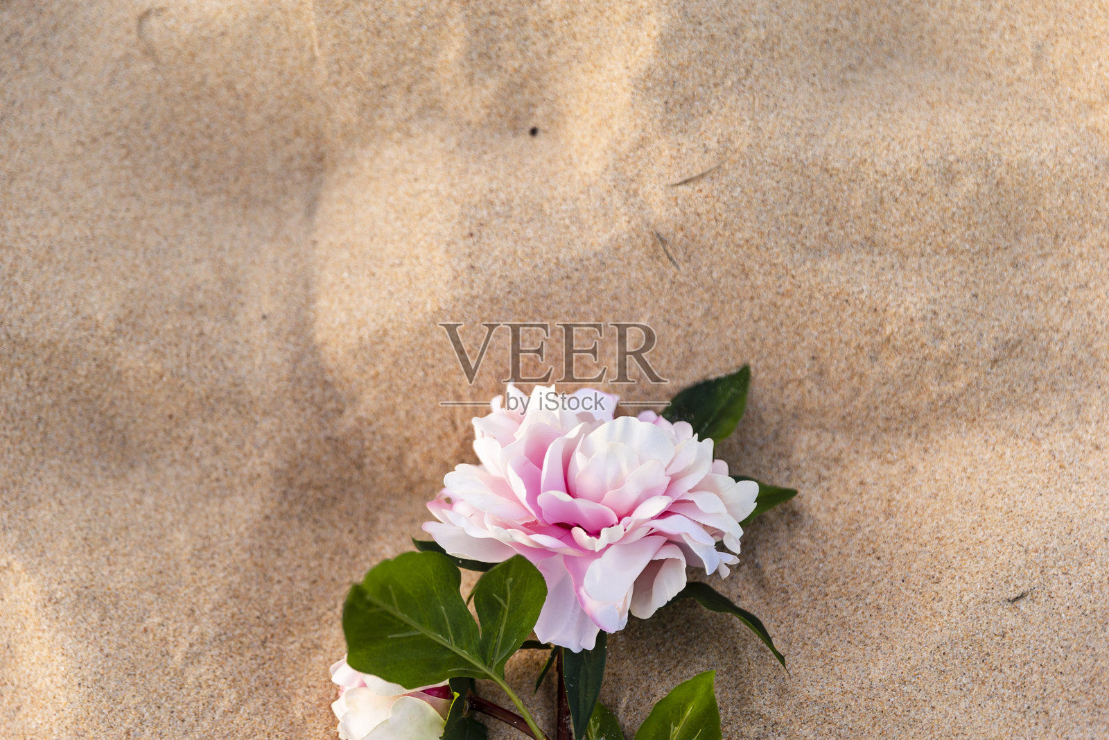 细腻的花瓣与柔软的沙子照片摄影图片