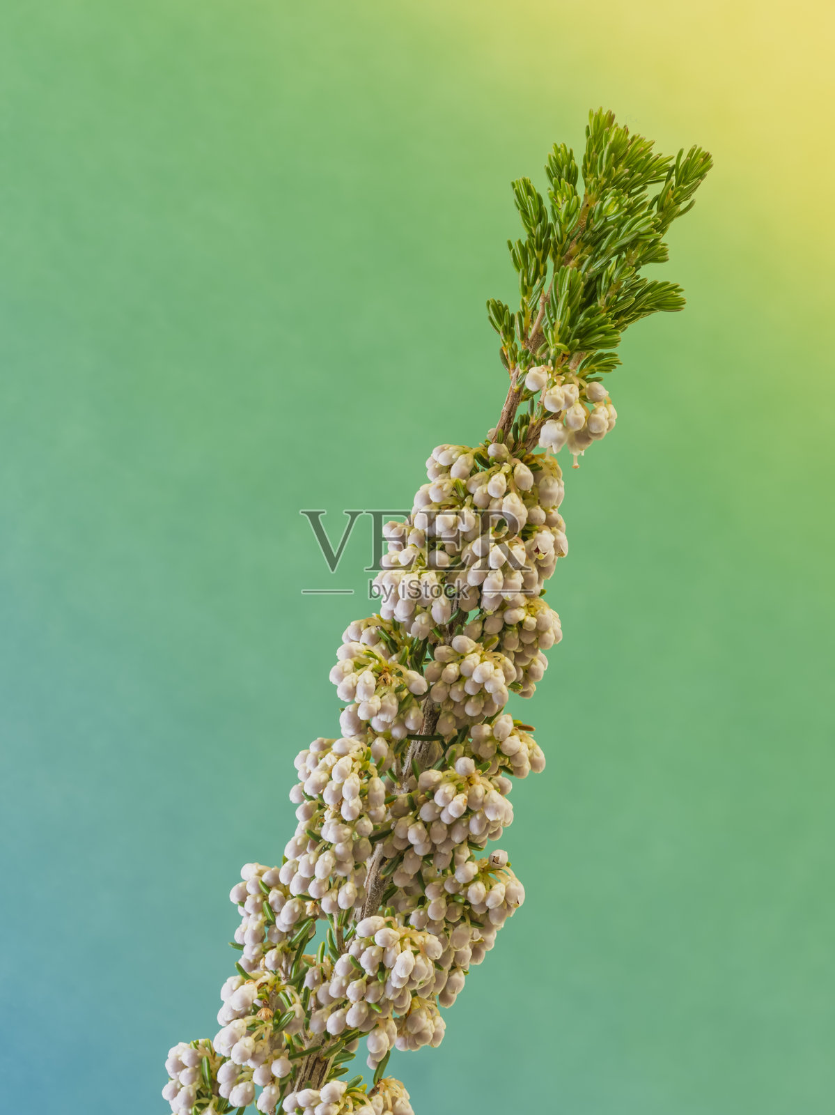 白色石楠灌木（Erica arborea）的春季花朵照片摄影图片