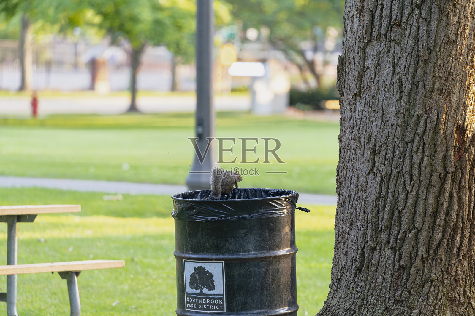 Squirrel on an organic garbage garbage can in a public park照片摄影图片