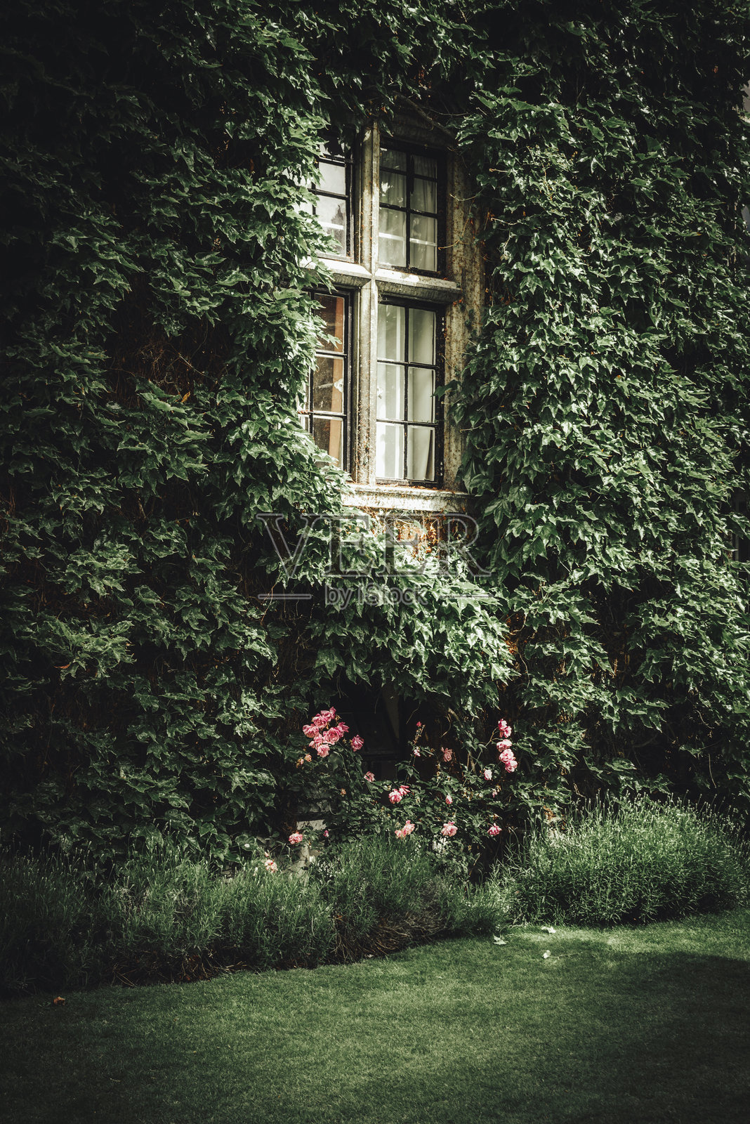 被常春藤环绕的窗户，位于英国剑桥照片摄影图片
