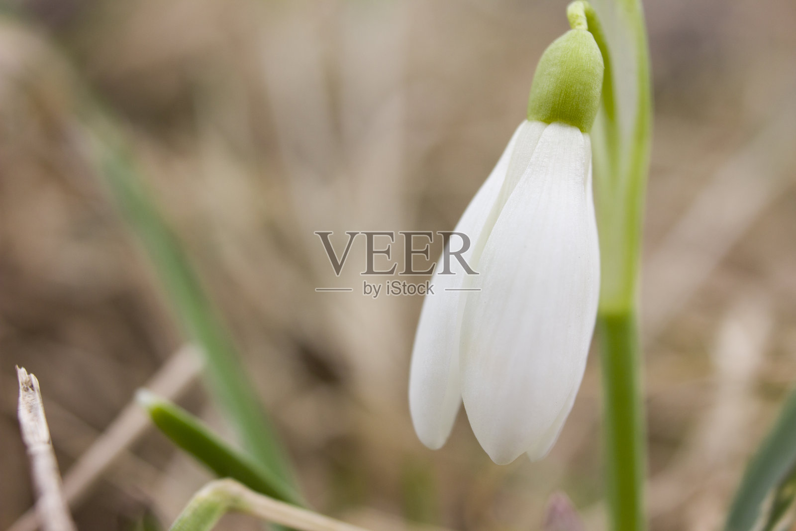 雪花莲特写，春天的第一朵花照片摄影图片