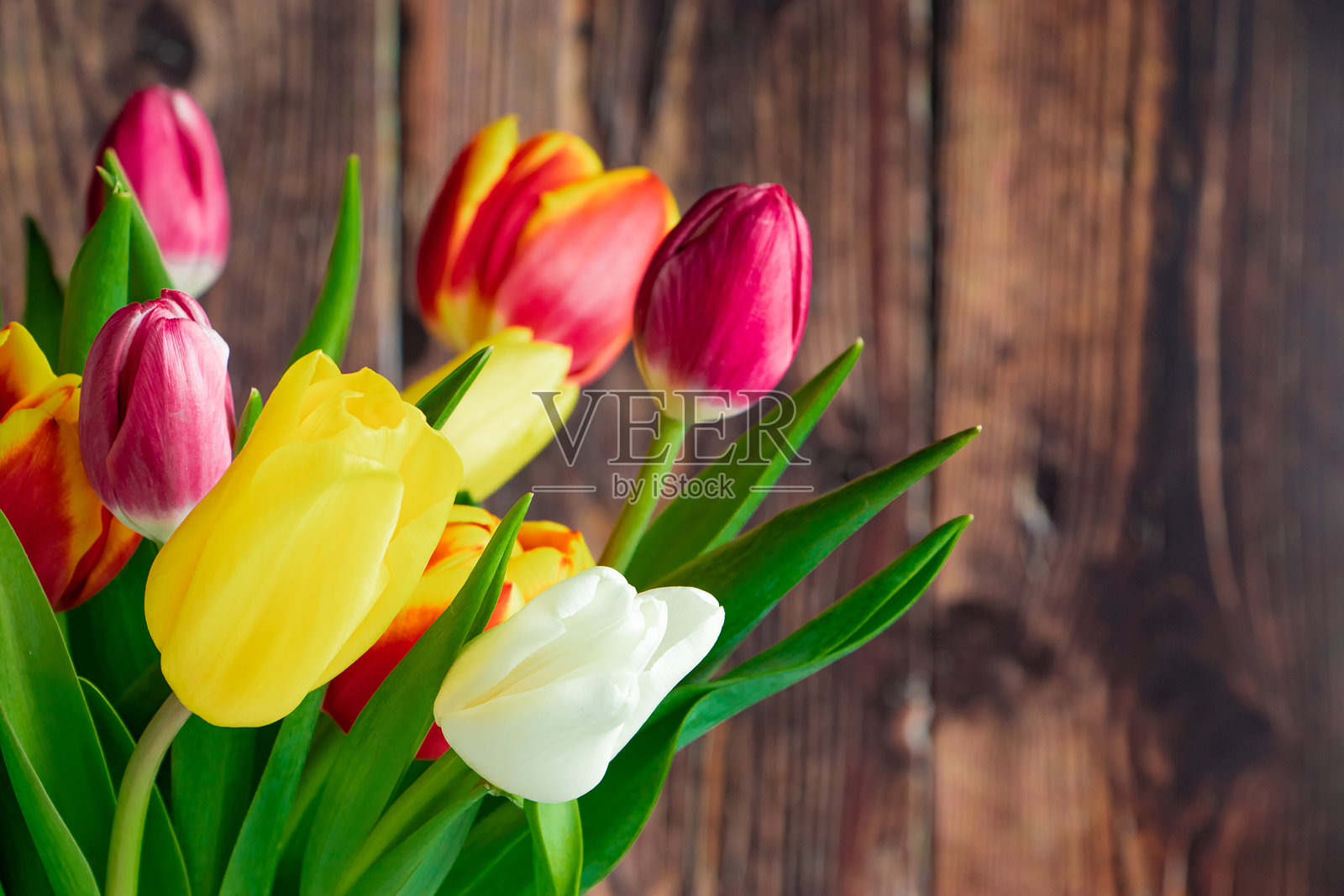 新鲜的多色郁金香在木质背景上。春季花束。照片摄影图片