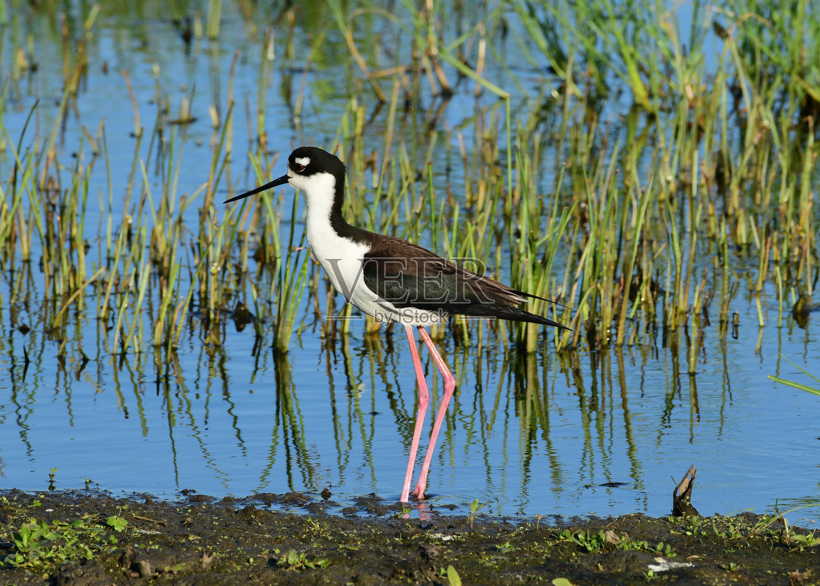 黑颈鹬照片摄影图片