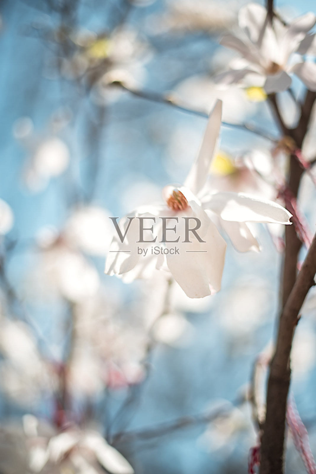 白色玉兰花映衬蓝天照片摄影图片