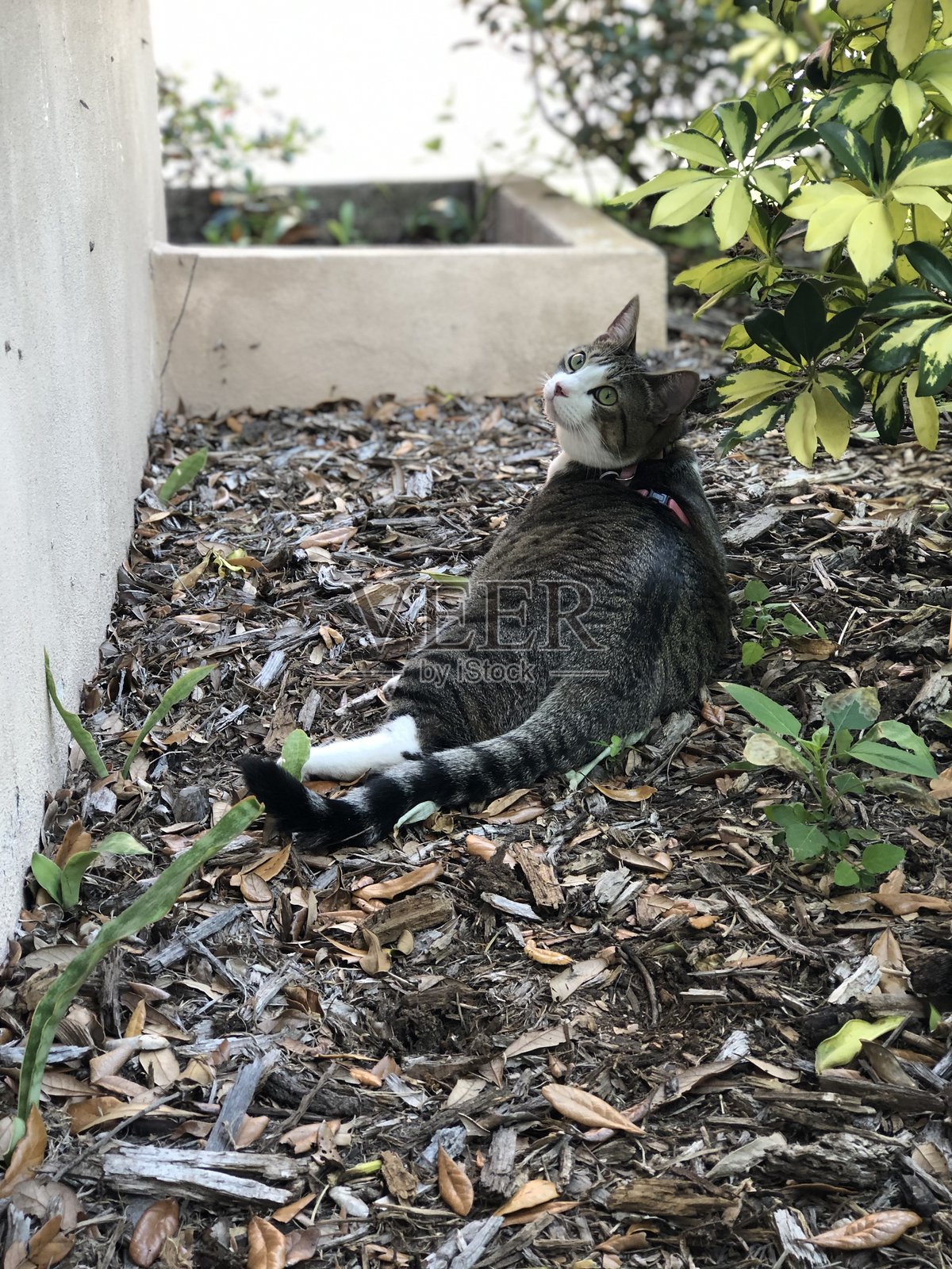 懒洋洋的猫咪，眼睛回头瞥视照片摄影图片